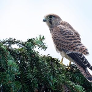 Leki homeopatyczne z ptaków – Warsztaty 25-26 października 2025